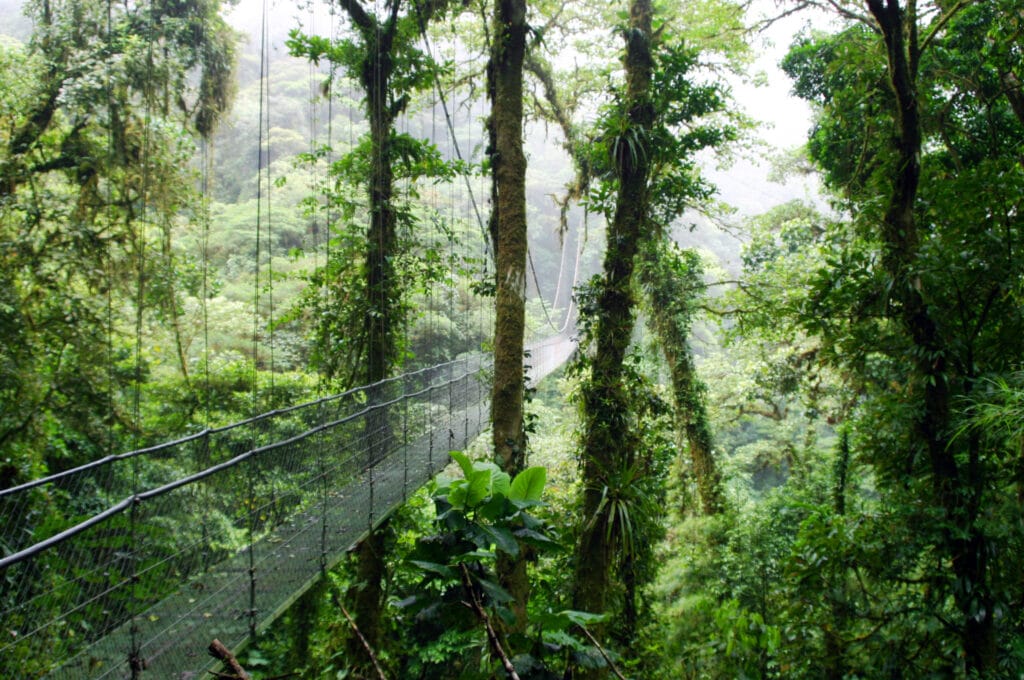 cloud forest in Monte Verde Costa Rica