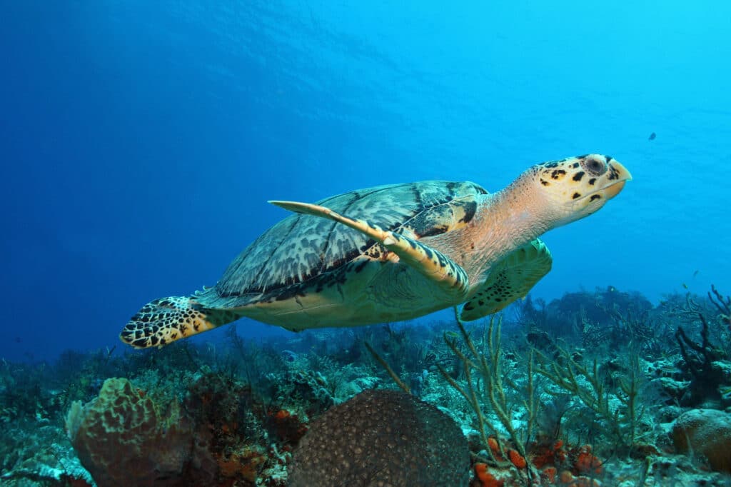 Hawksbill Turtle (Eretmochelys imbricata) swimming over a coral reef with Vacancy Rewards Reviews