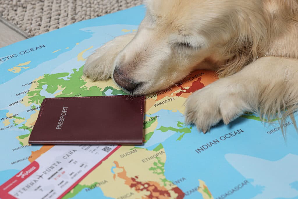 Best Tips for Traveling with Pets from Vacancy Rewards