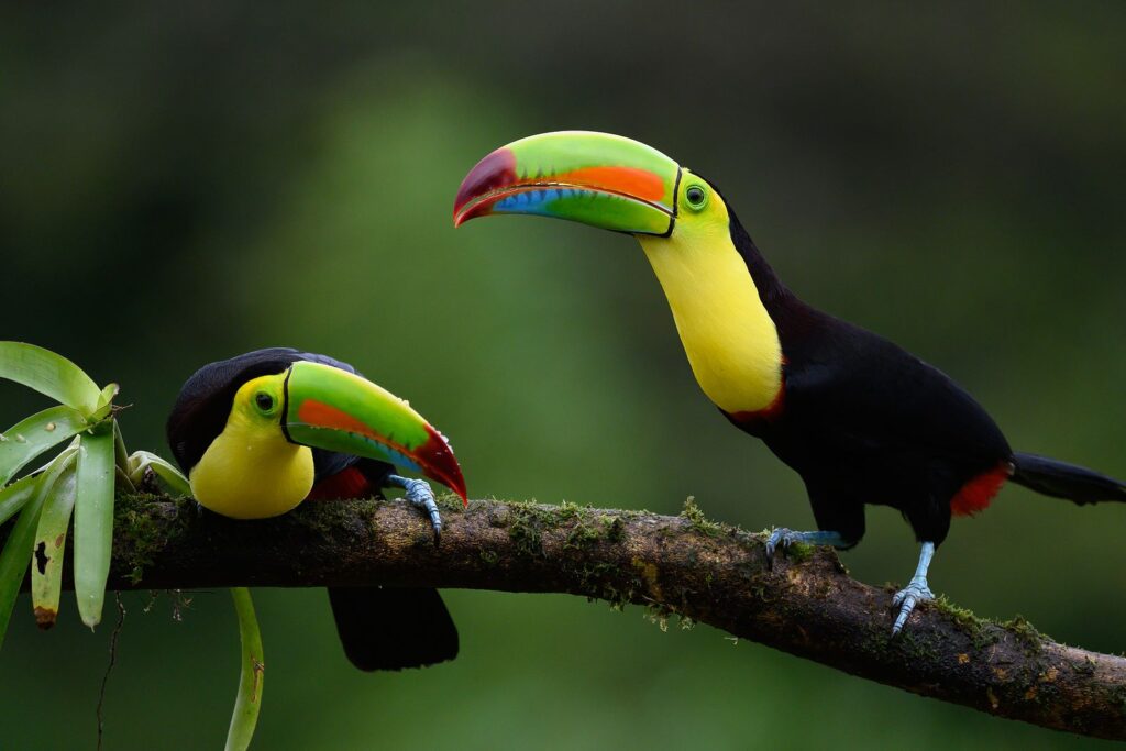 Vacancy Rewards Reviews Costa Rican Summer Vacation Fun (1)